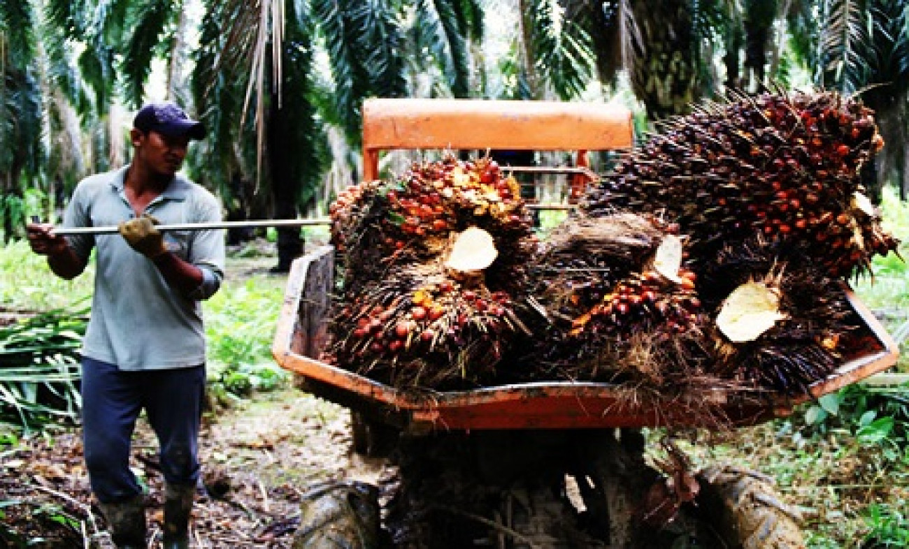 NTP Perkebunan Rakyat Naik 2,03 Persen