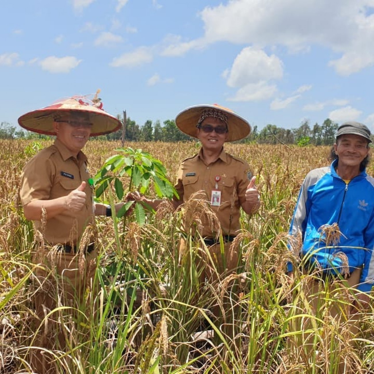 Panen Padi di Kebun Karet