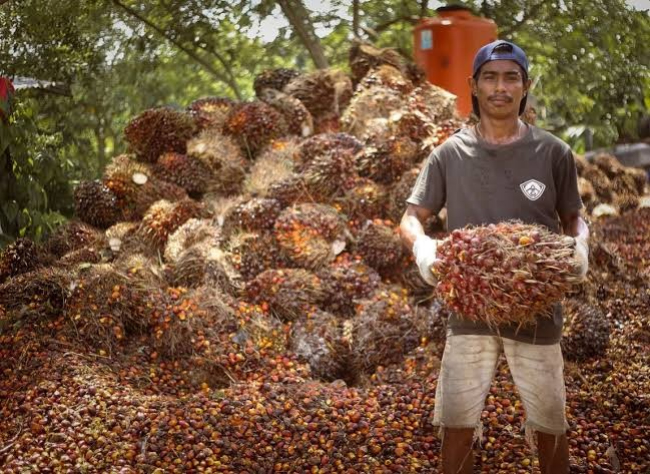 Harga TBS Kelapa Sawit Kaltim Turun Tipis di Pertengahan Desember 2023