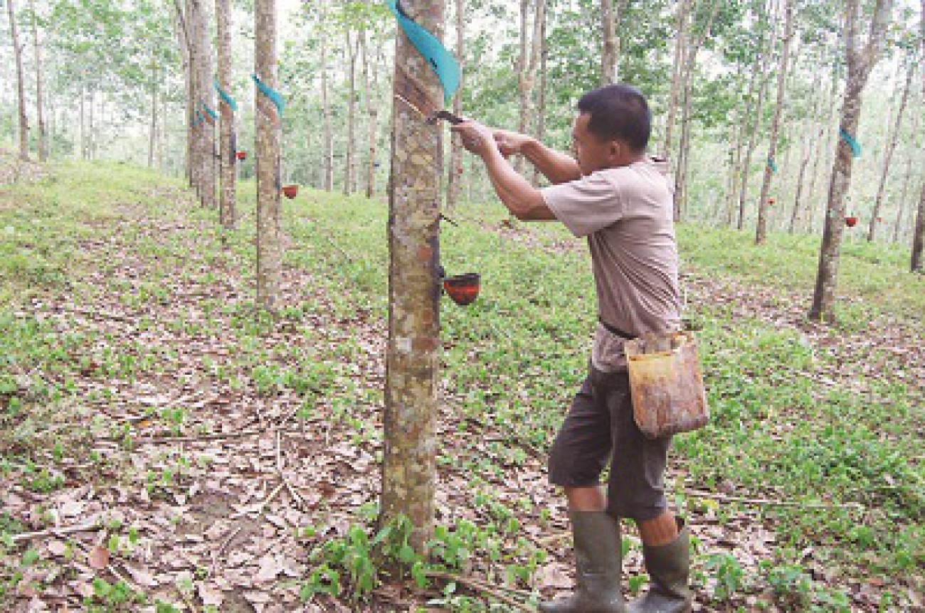 Nilai Tukar Petani Petani Perkebunan 96,90 Persen