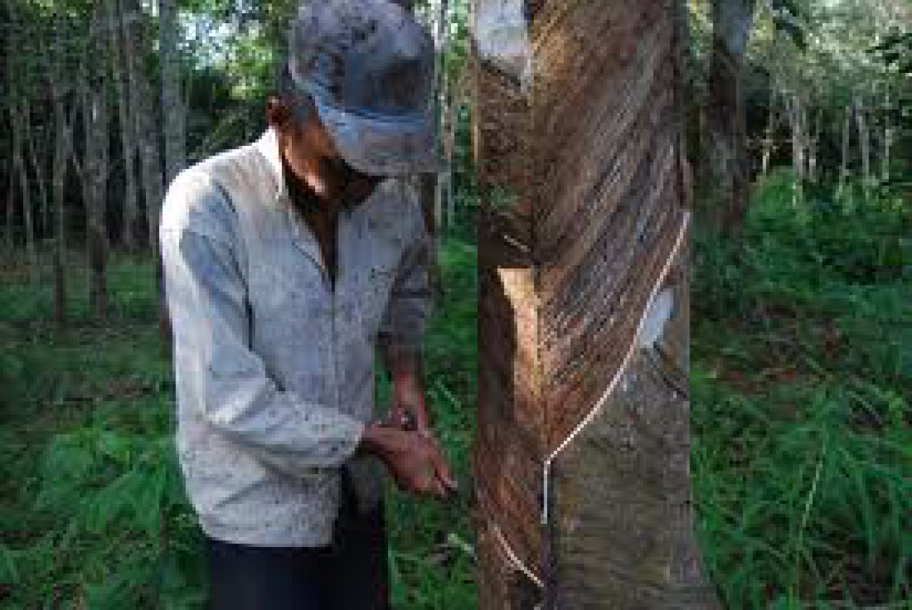 Memilih Benih Karet Yang Baik dan Benar