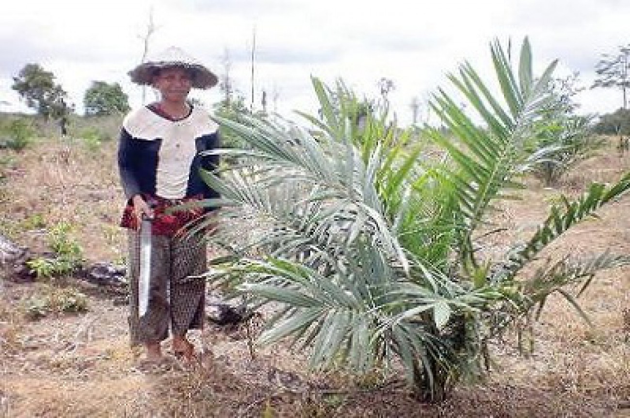 Kecamatan Kongbeng dan Muara Wahau Pioner Sawit di Kutai Timur