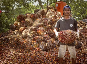 Kabar Baik, Harga TBS Kelapa Sawit Naik