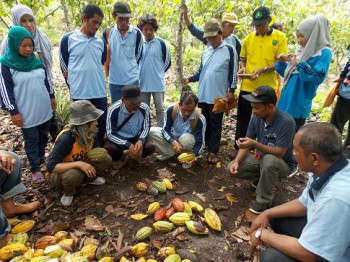 Petani Dilatih Budidaya dan Menggunakan Alsinbun Kakao