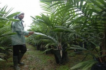 Bentuk Waralaba Benih Kelapa Sawit di Indonesia