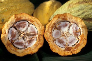 Bea Masuk 0%, Impor Kakao Dibatasi Hanya 100 Ribu Ton