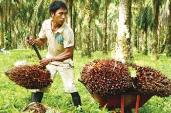 Syukurlah, El Nino Tak Merambat ke Sawit Kaltim