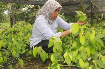 Sertifikasi Cegah Peredaran Benih Palsu