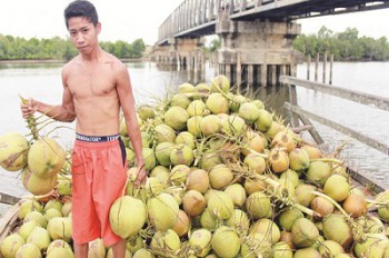 Usaha Kelapa Masih Menjanjikan