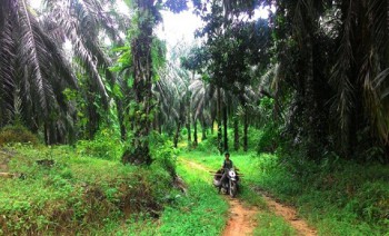 BPDP Danai Replanting Sawit 17.000 Hektare di Kabupaten Paser