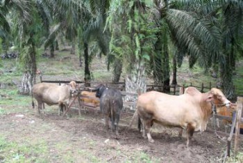 Perkebunan Sawit Lumbung Pakan Ternak